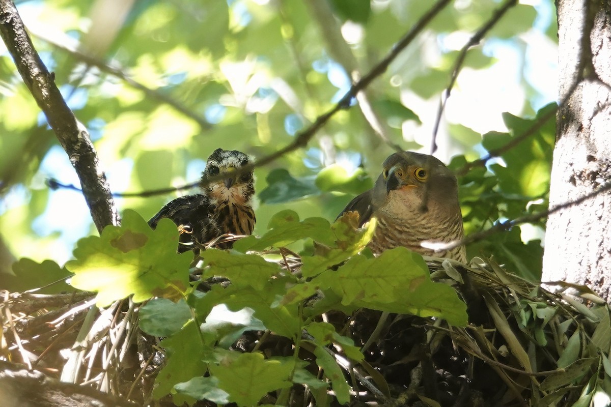 African Goshawk - ML626926974