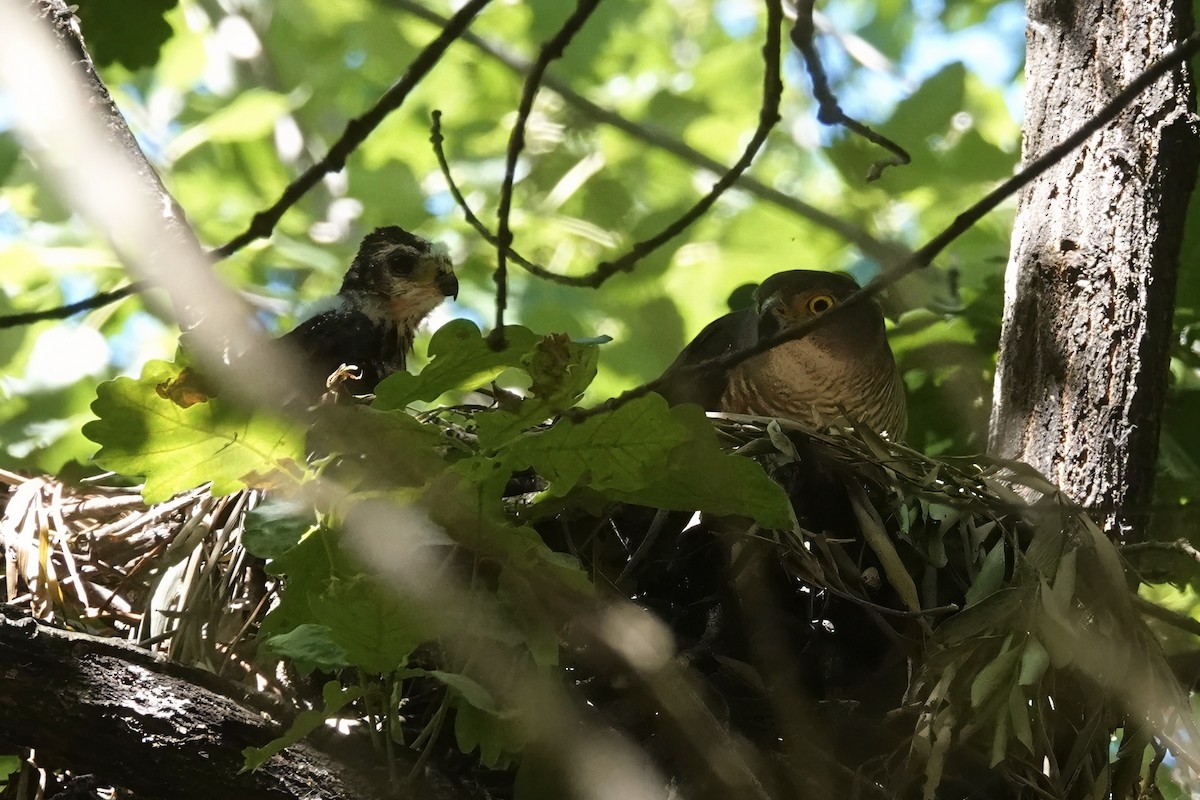 African Goshawk - ML626926976