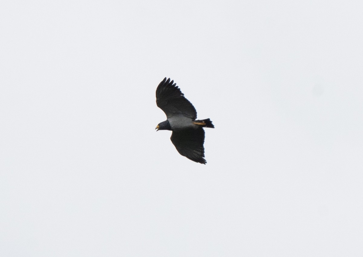 Barred Hawk - ML626926990