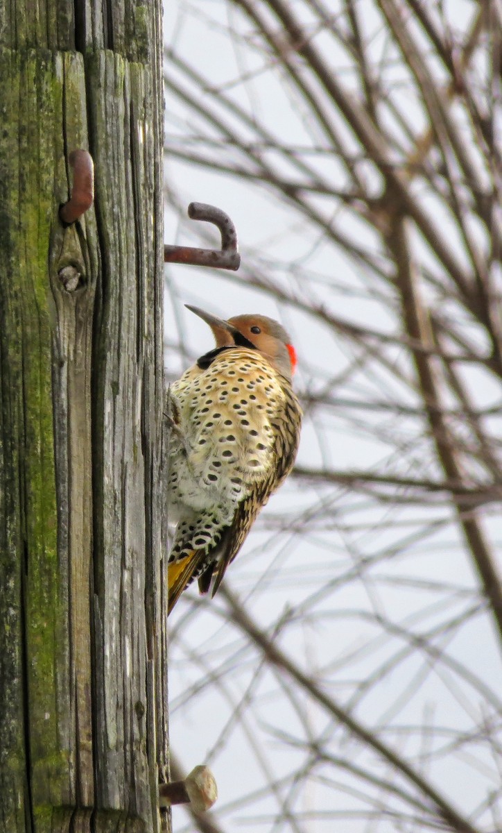 Northern Flicker - ML626926993
