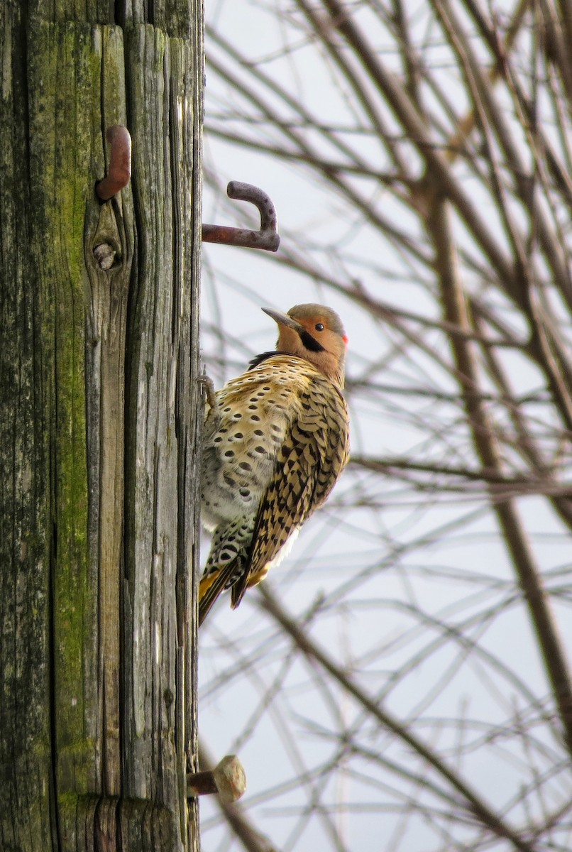 Northern Flicker - ML626926994
