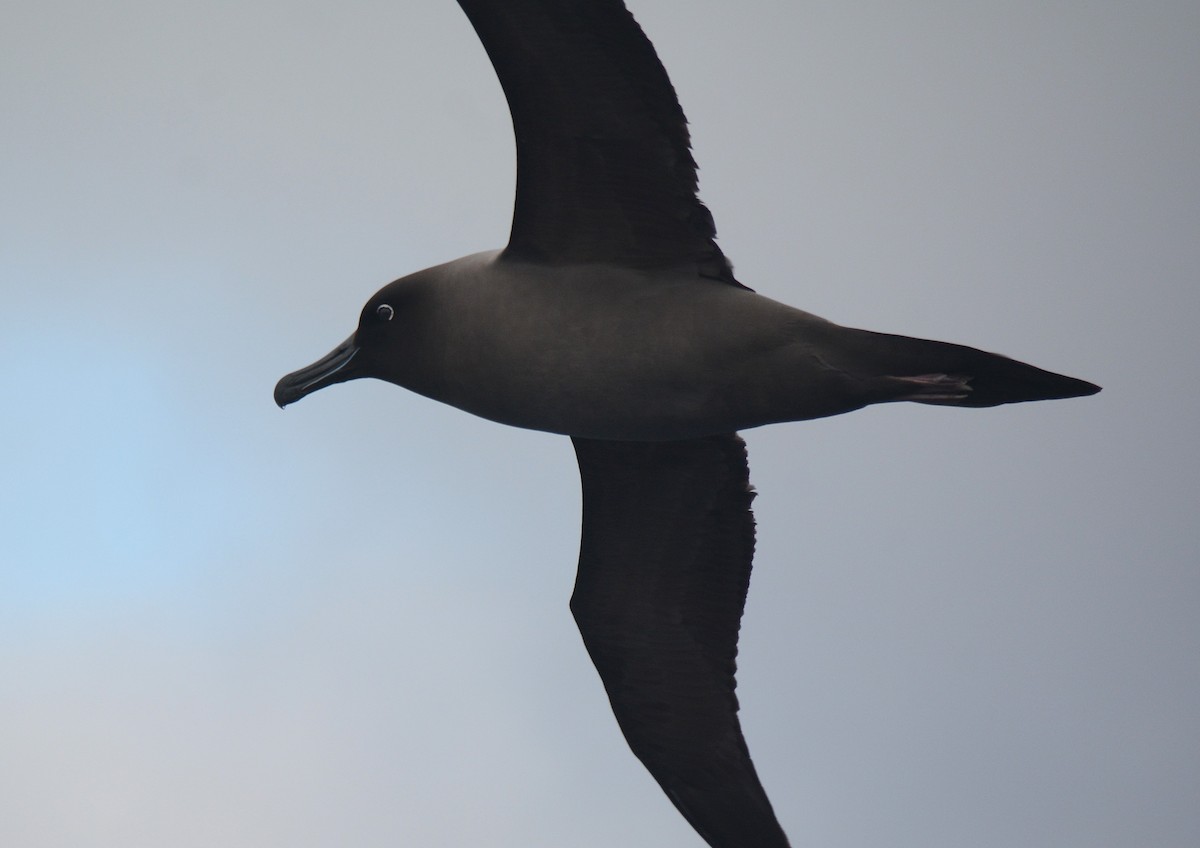 Albatros Tiznado - ML626927219