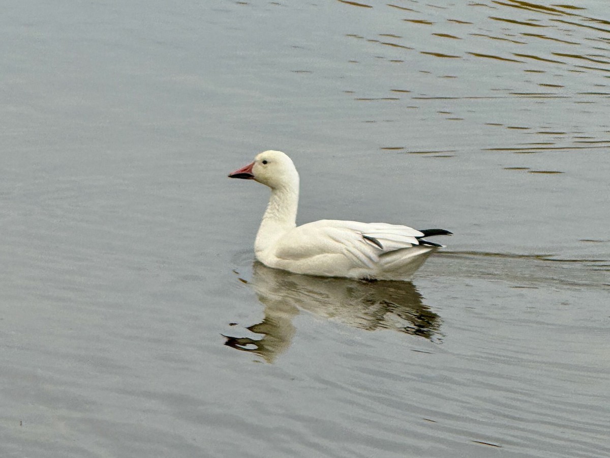 Snow Goose - ML626927297