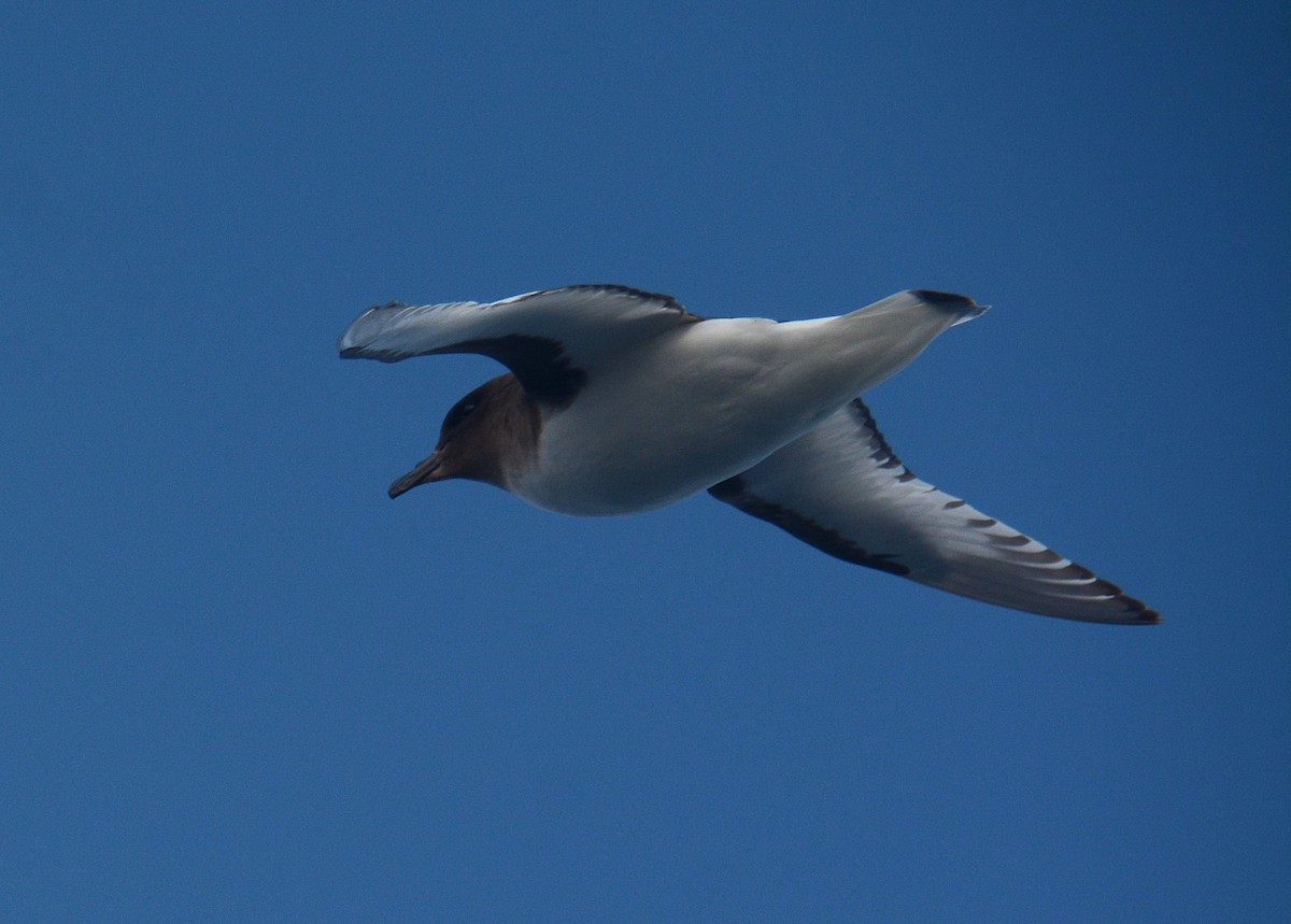 Petrel Antártico - ML626927327