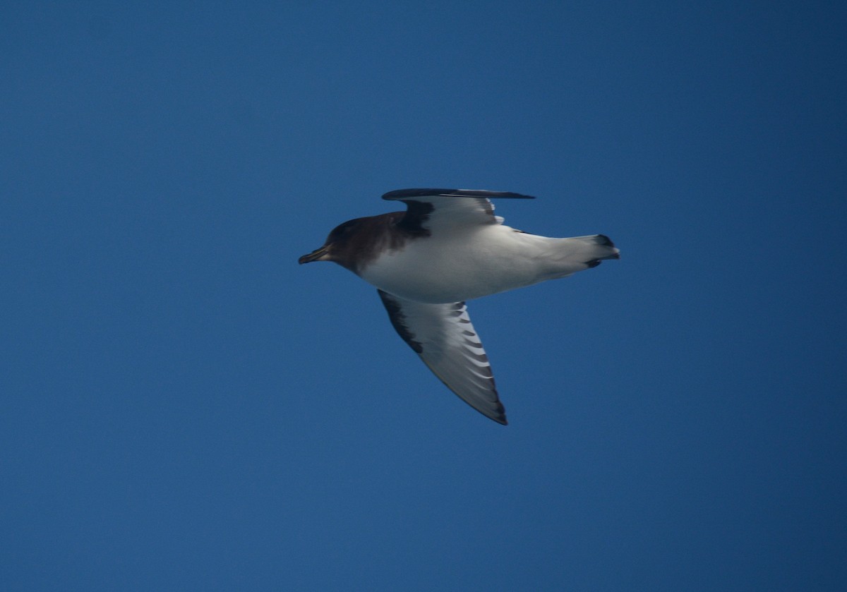 Petrel Antártico - ML626927328