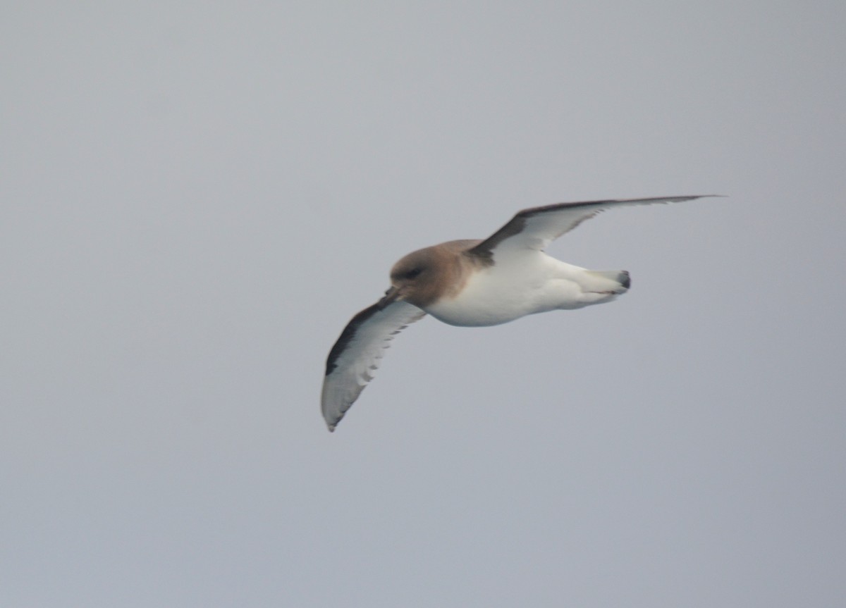 Petrel Antártico - ML626927418