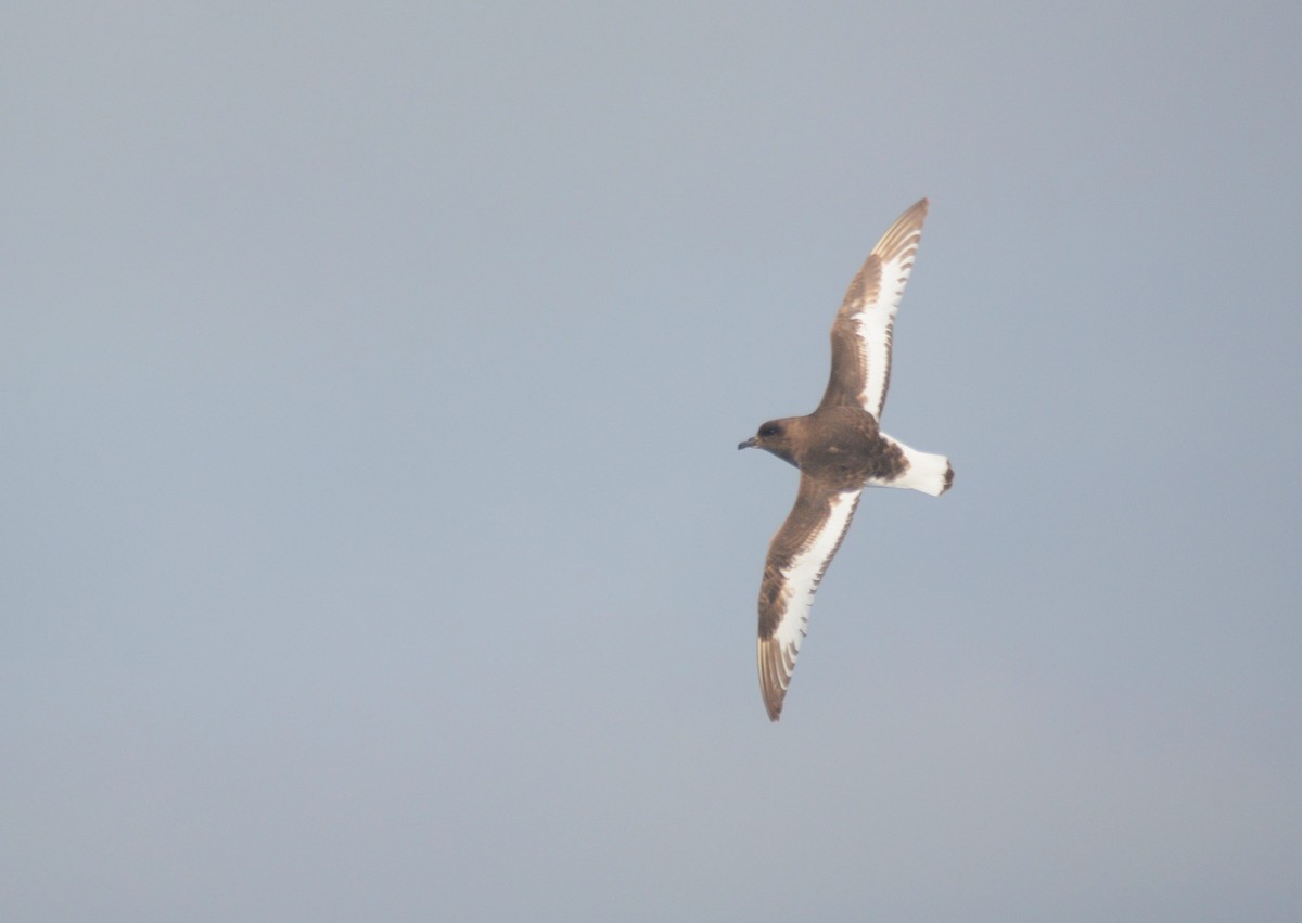 Petrel Antártico - ML626927467