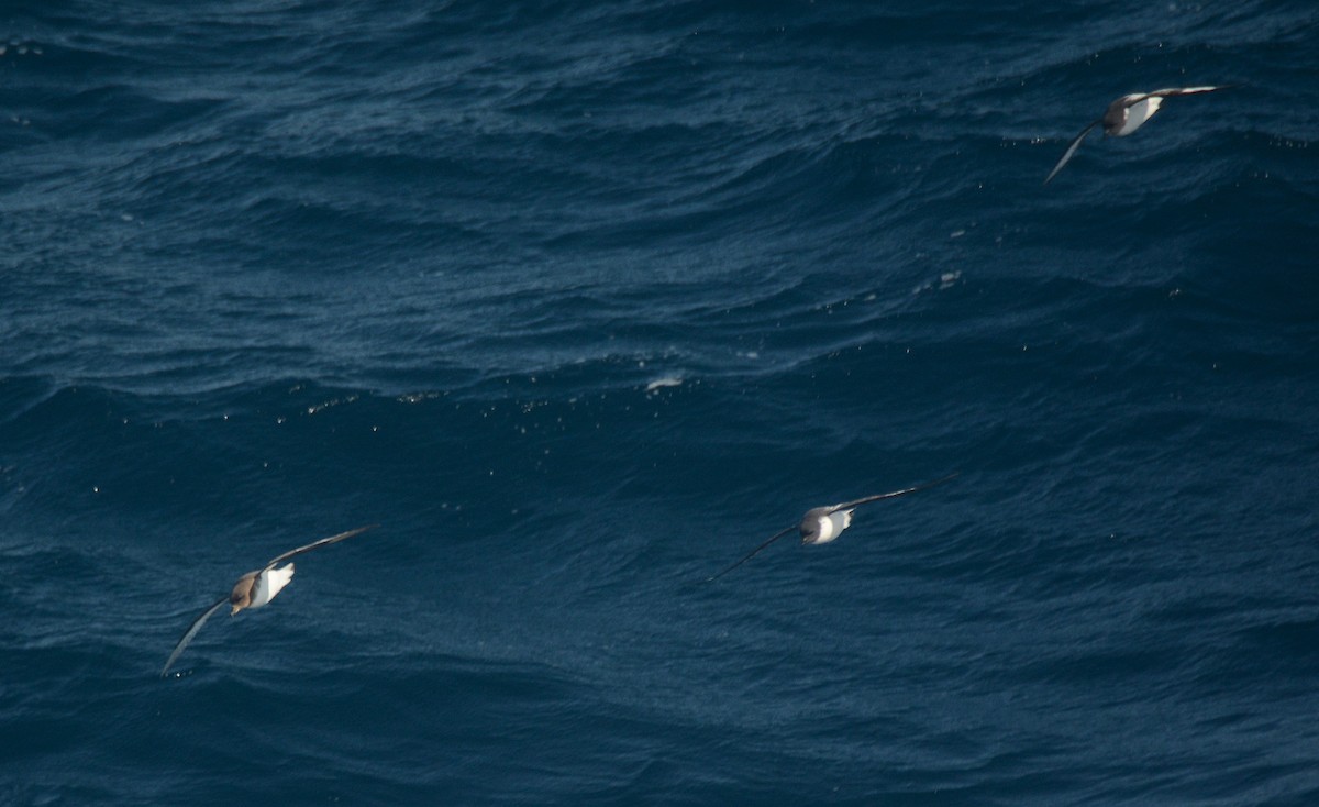 Petrel Antártico - ML626927534