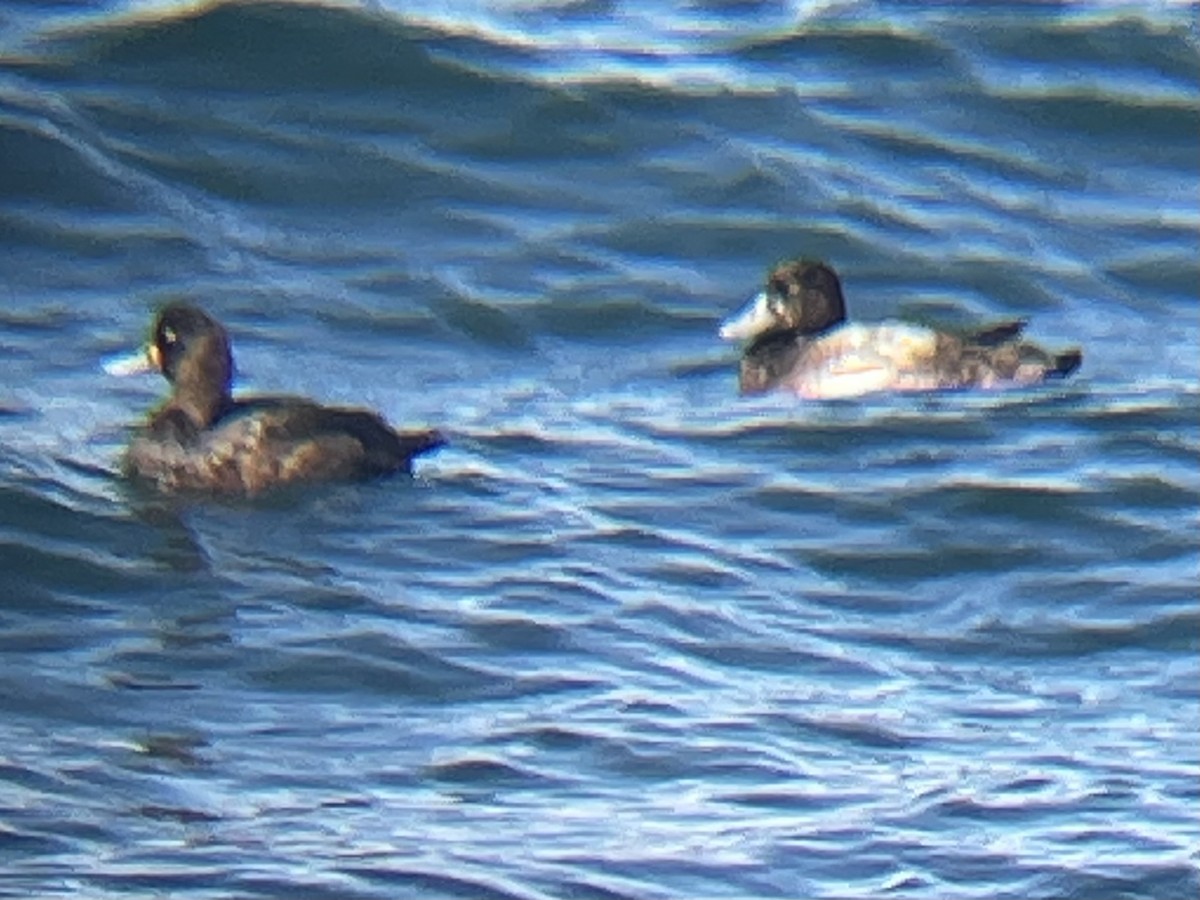 Тэнгисийн шумбуур - ML626927854