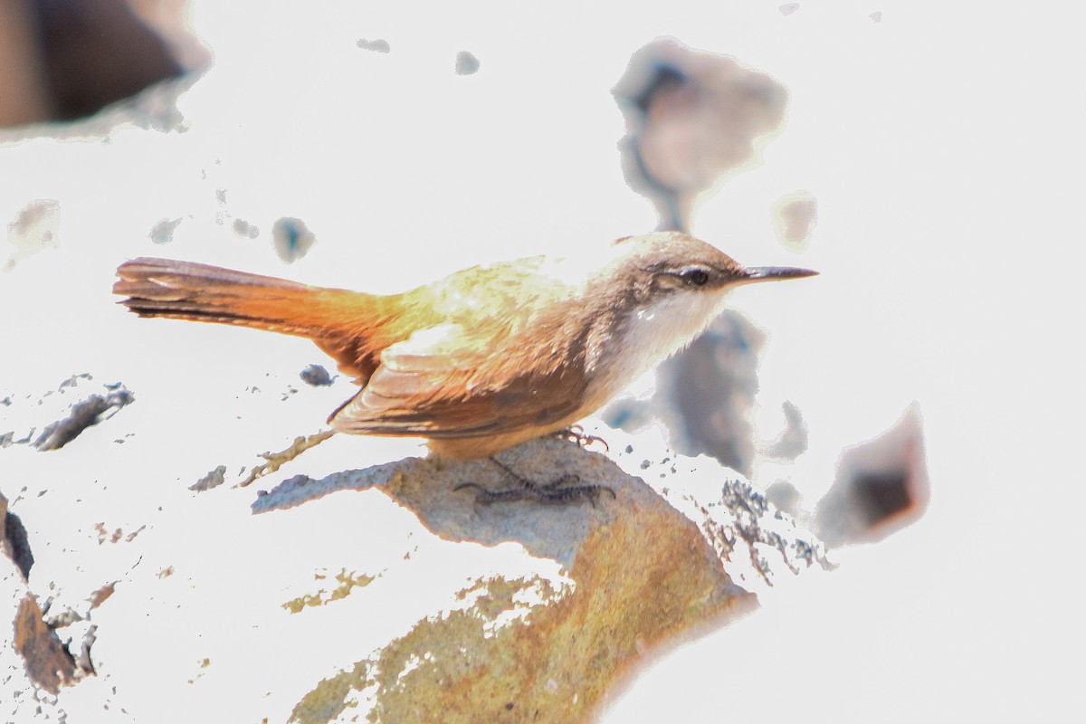 Crag Chilia - ML626927930