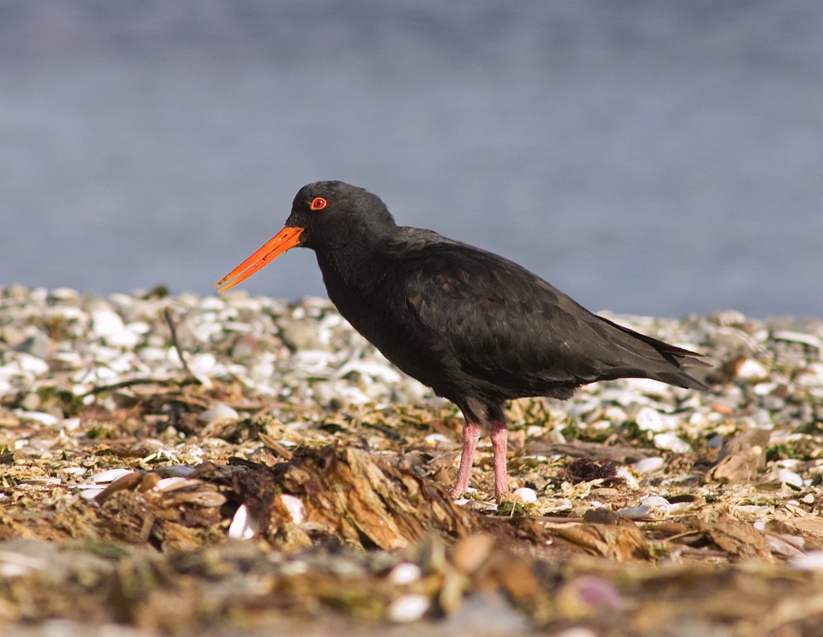 Variable Oystercatcher - ML626927958
