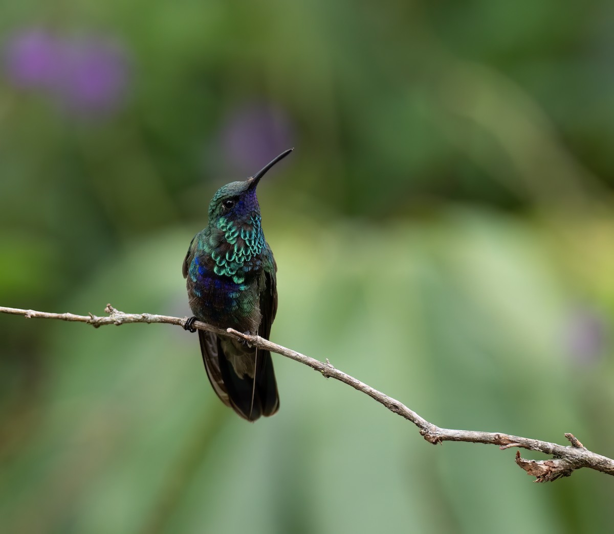 Sparkling Violetear - ML626928163