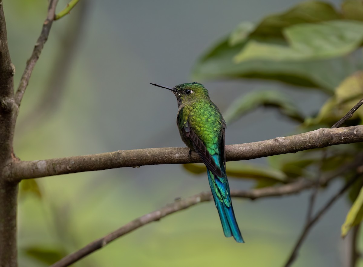 Long-tailed Sylph - ML626928173