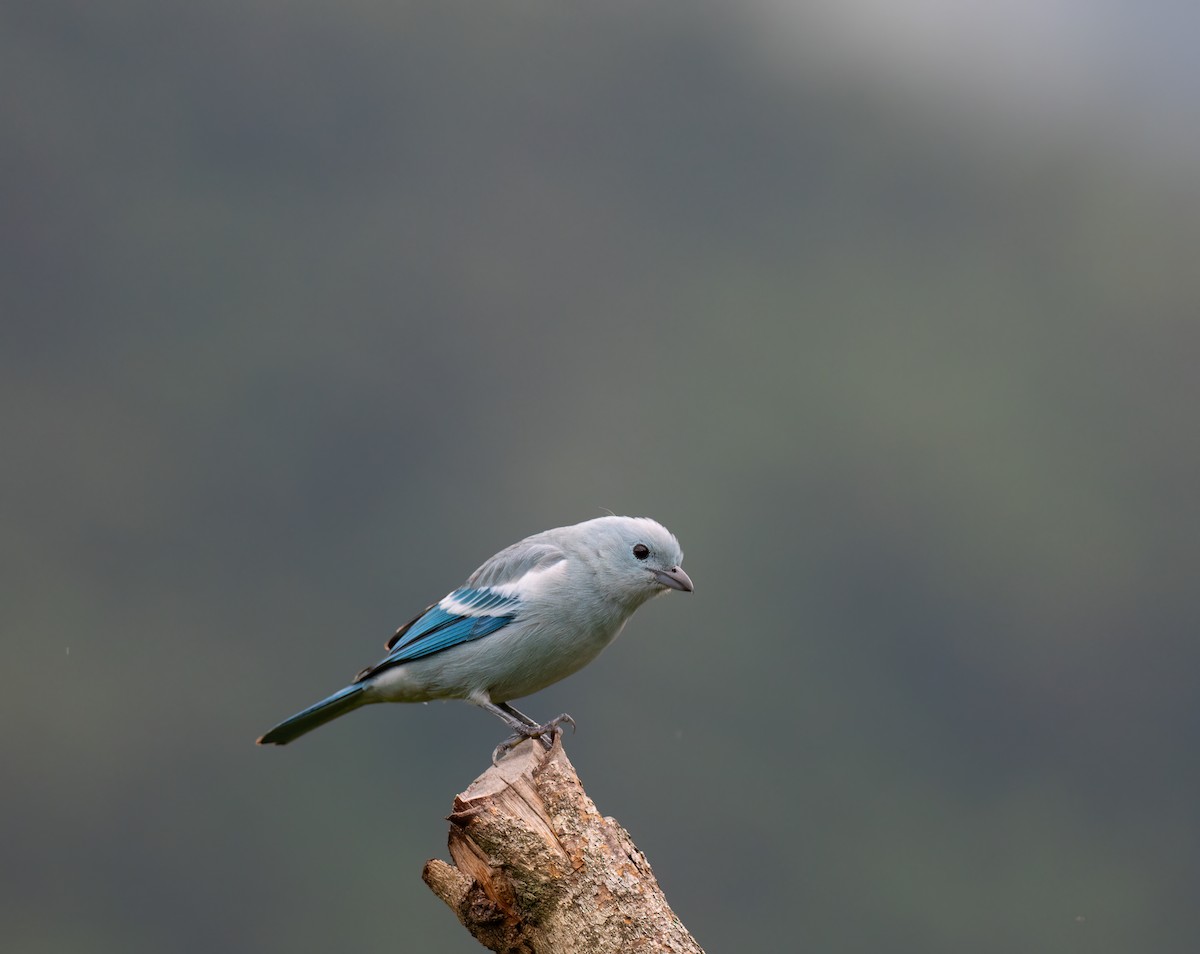 Blue-gray Tanager (White-edged) - ML626928193