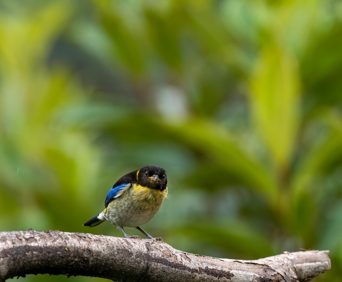 Golden-collared Honeycreeper - ML626928214