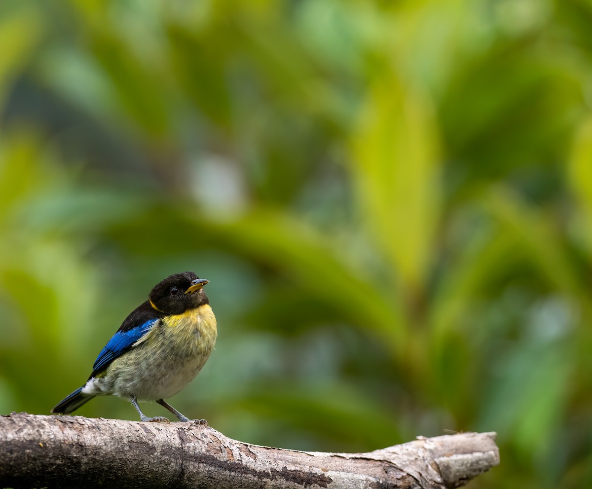 Golden-collared Honeycreeper - ML626928215