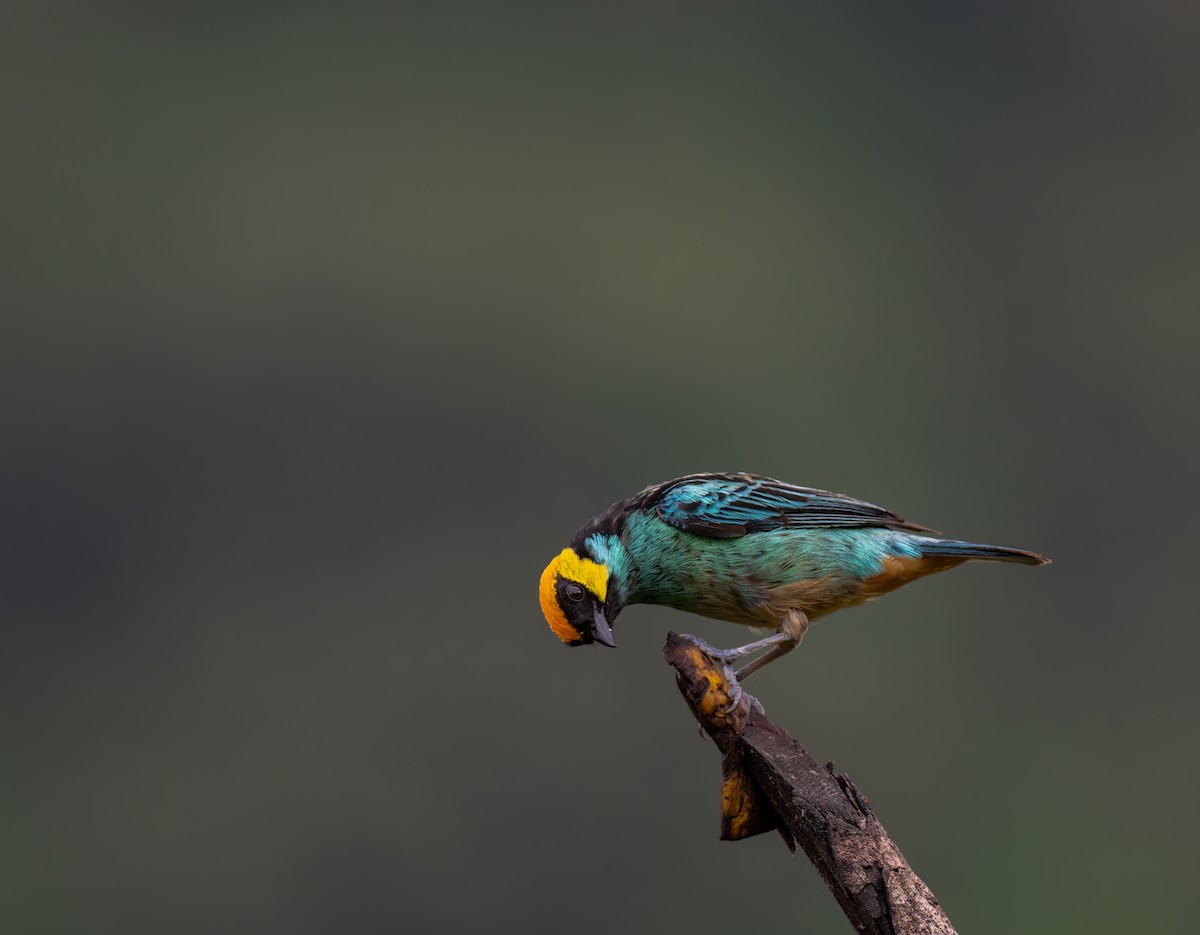 Saffron-crowned Tanager - ML626928323