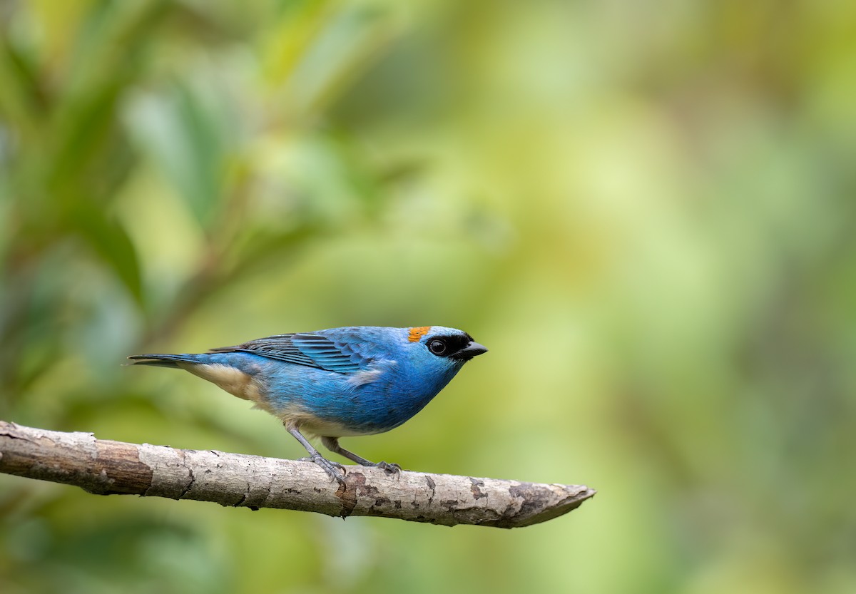 Golden-naped Tanager (Rusty-naped) - ML626928349