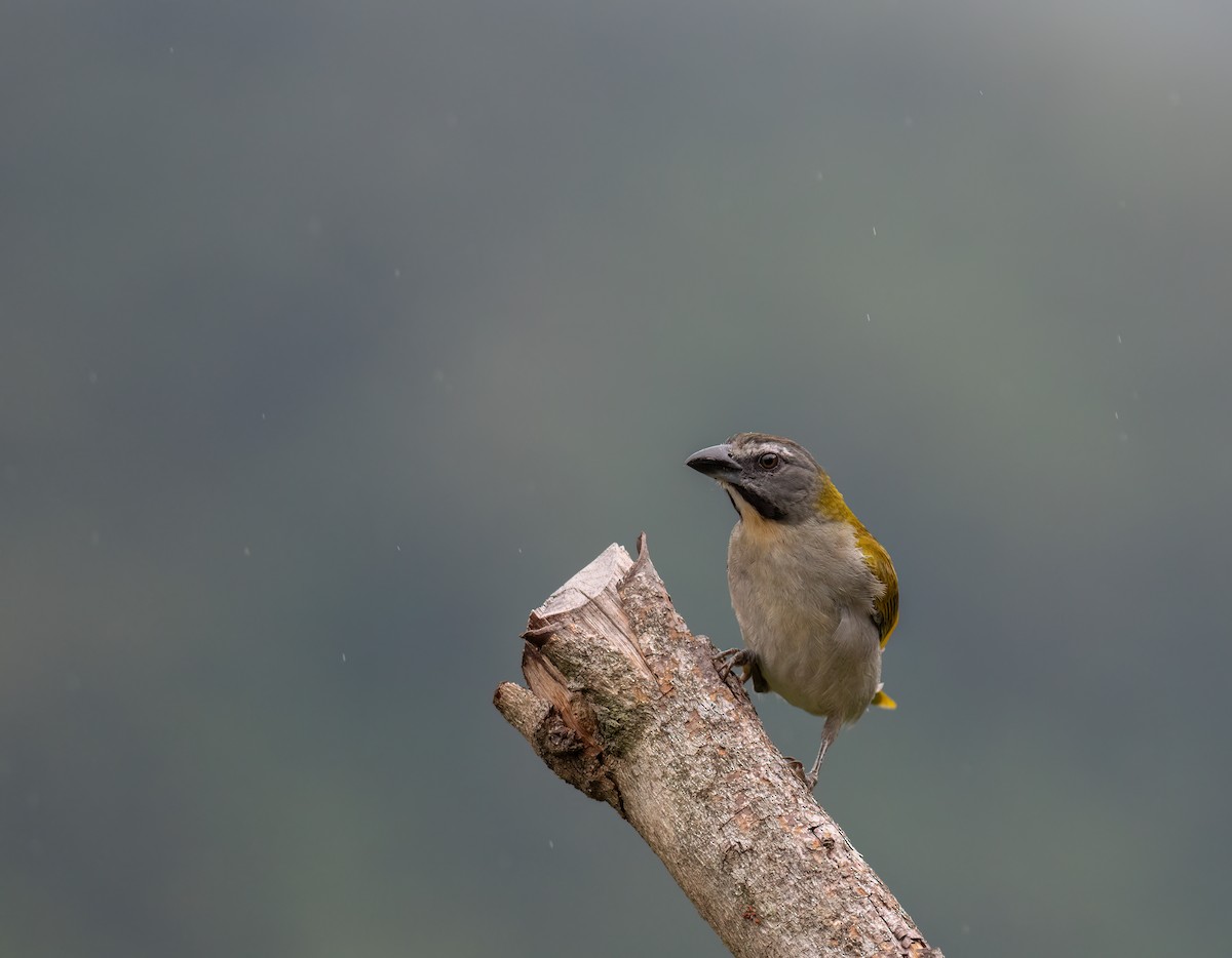 Buff-throated Saltator - ML626928395
