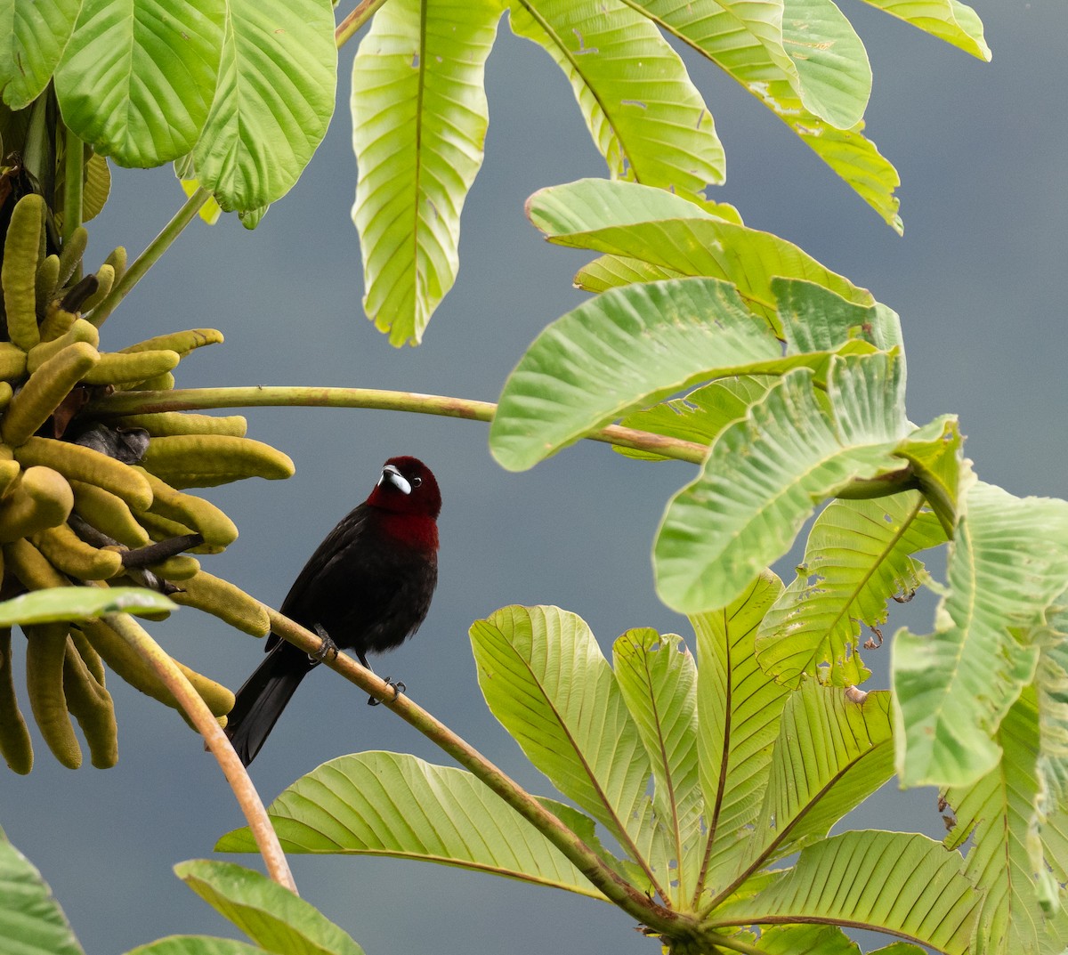 Silver-beaked Tanager - ML626928418