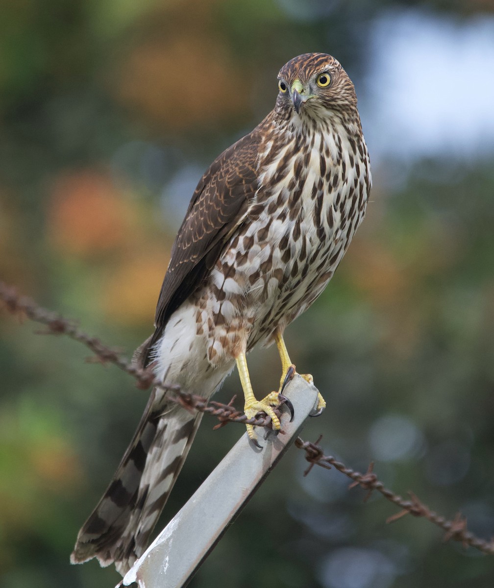 Cooper's Hawk - ML626928452