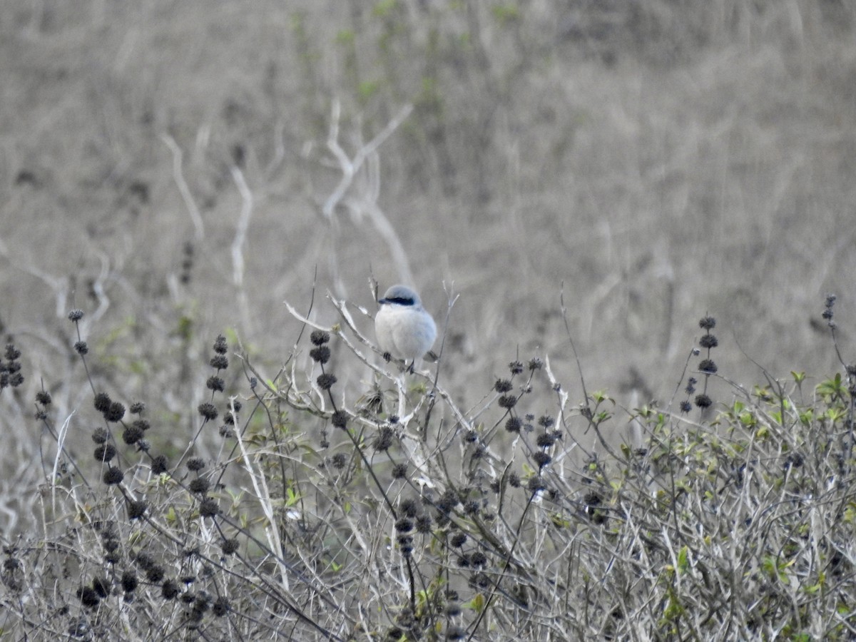 Loggerhead Shrike - ML626928513