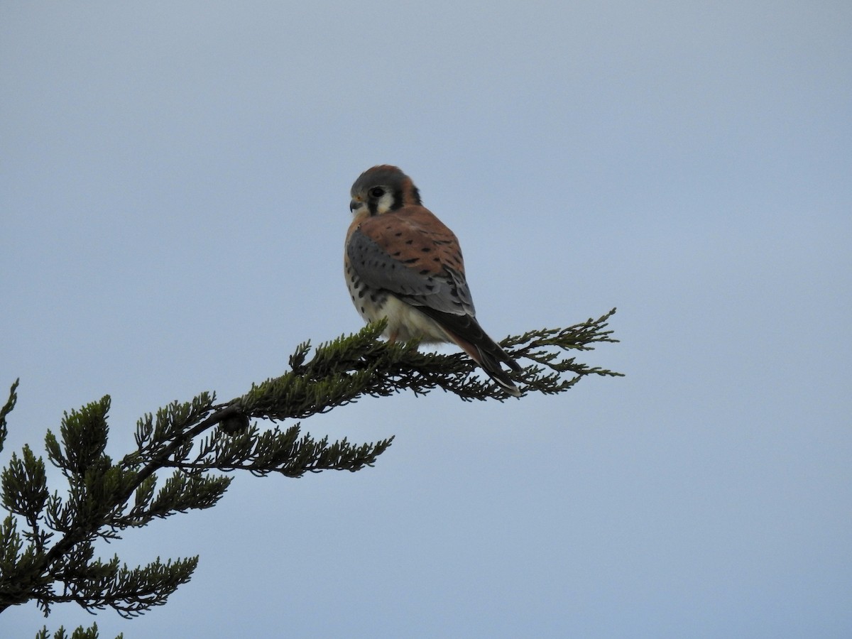 American Kestrel - ML626928521