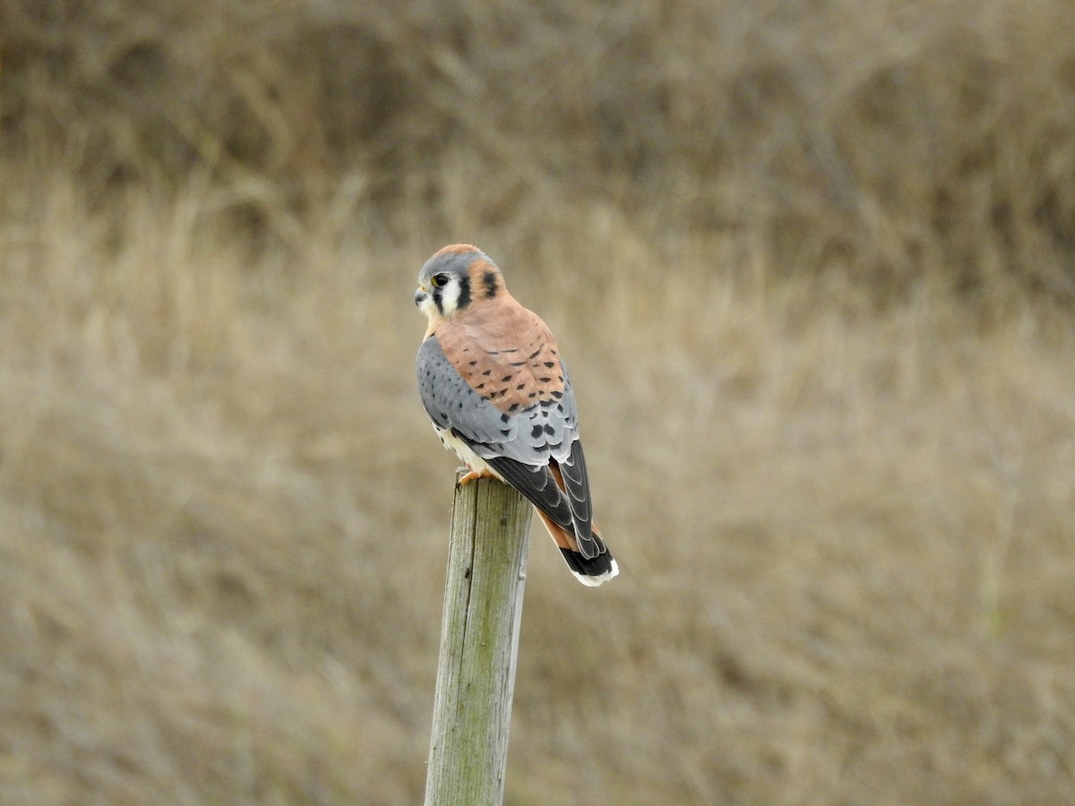 American Kestrel - ML626928525