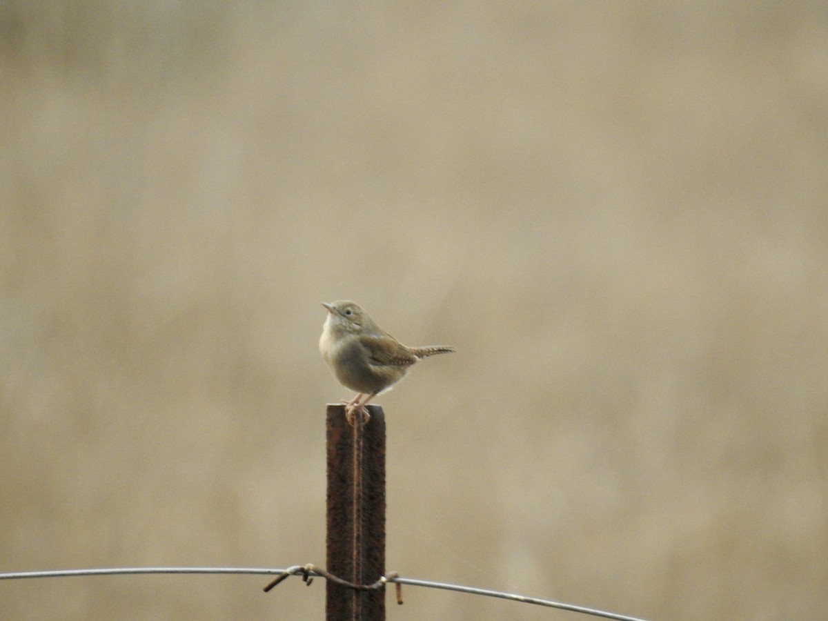 Northern House Wren - ML626928631