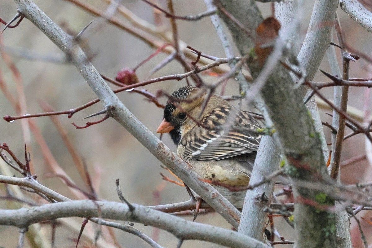 Harris's Sparrow - ML626928653