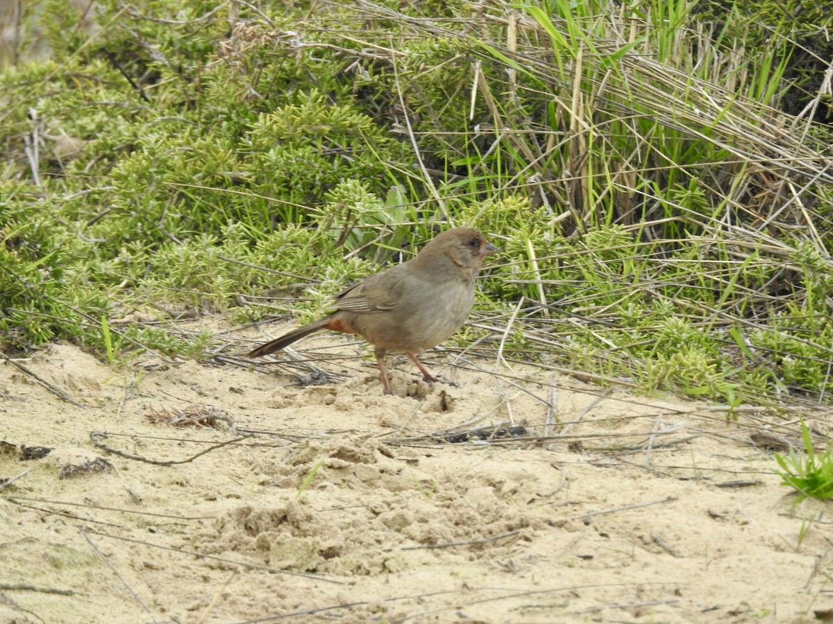 California Towhee - ML626928661