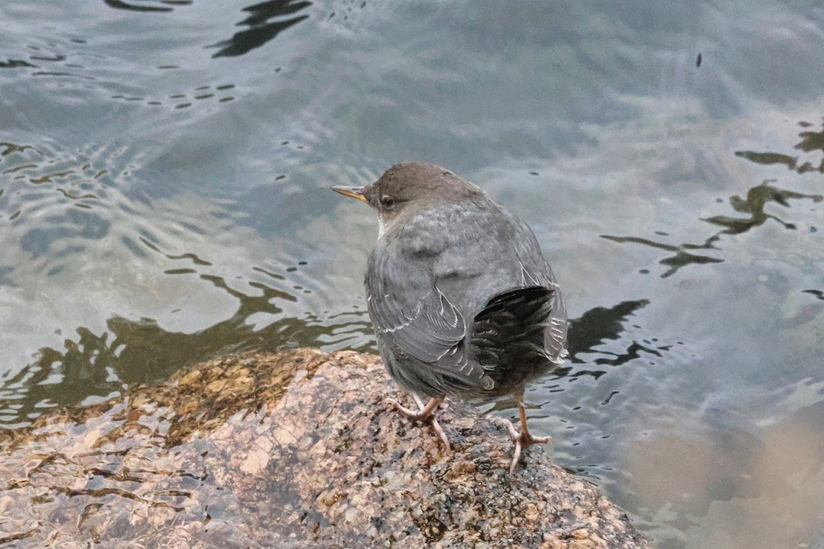 אמודאי אמריקני - ML626928832