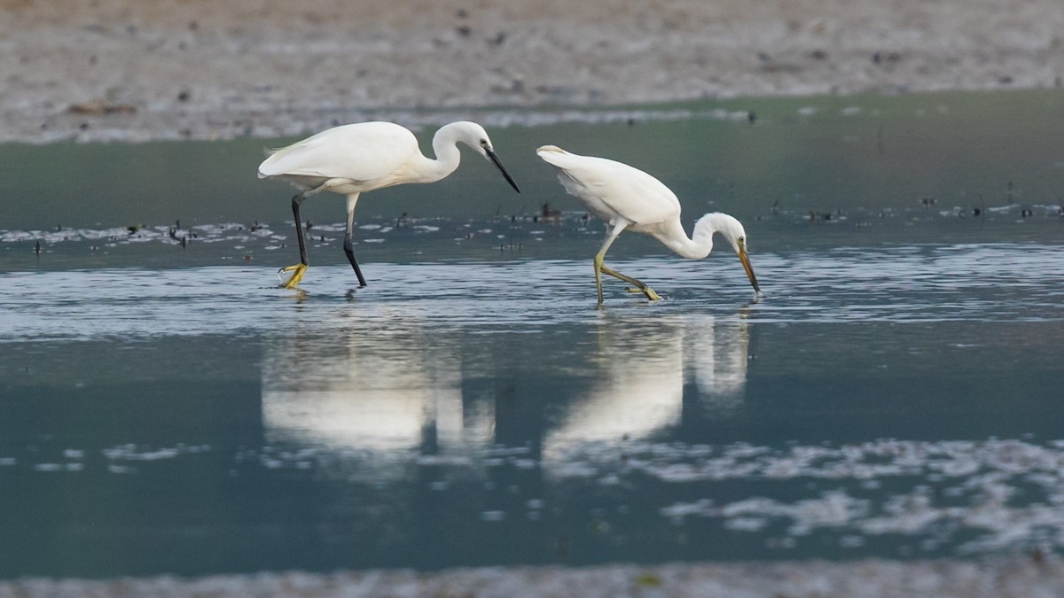 Chinese Egret - ML626928876