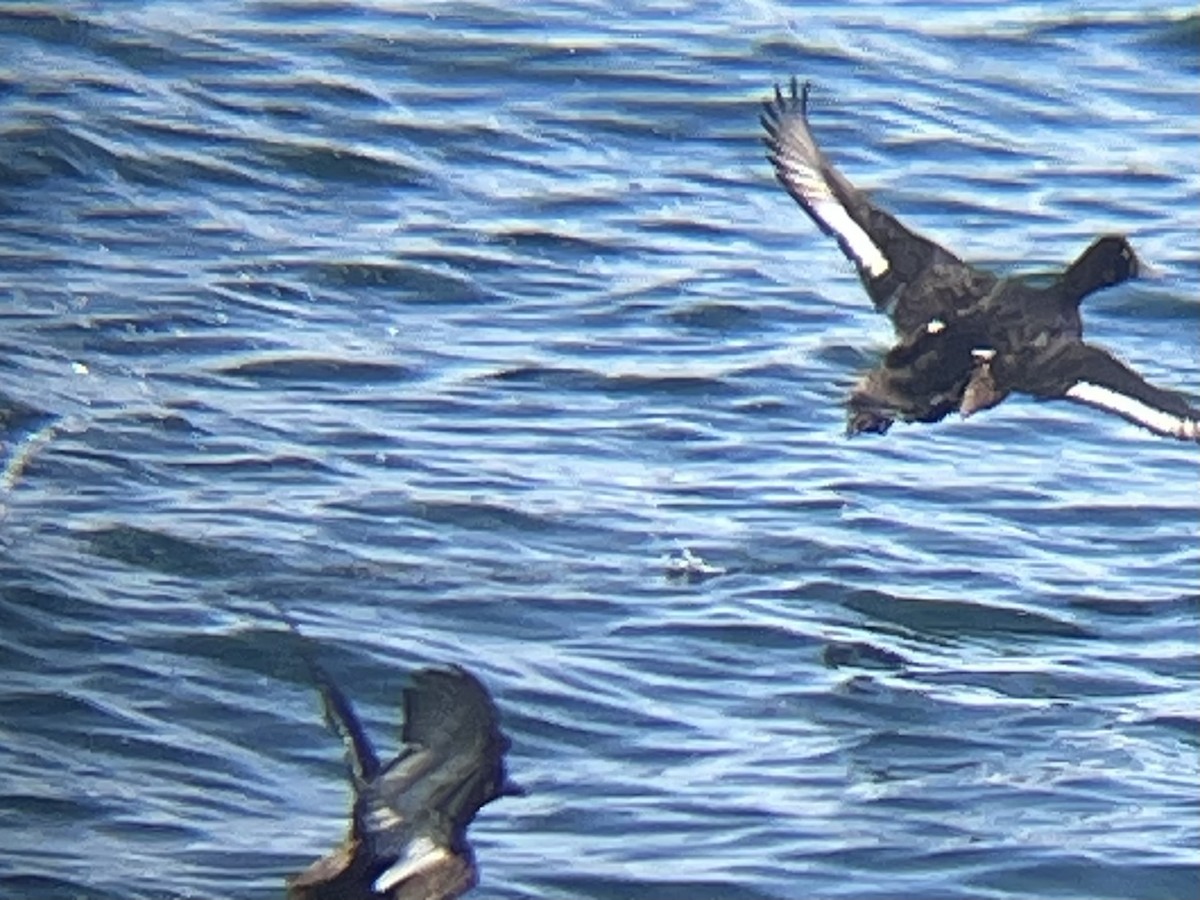 Тэнгисийн шумбуур - ML626928938