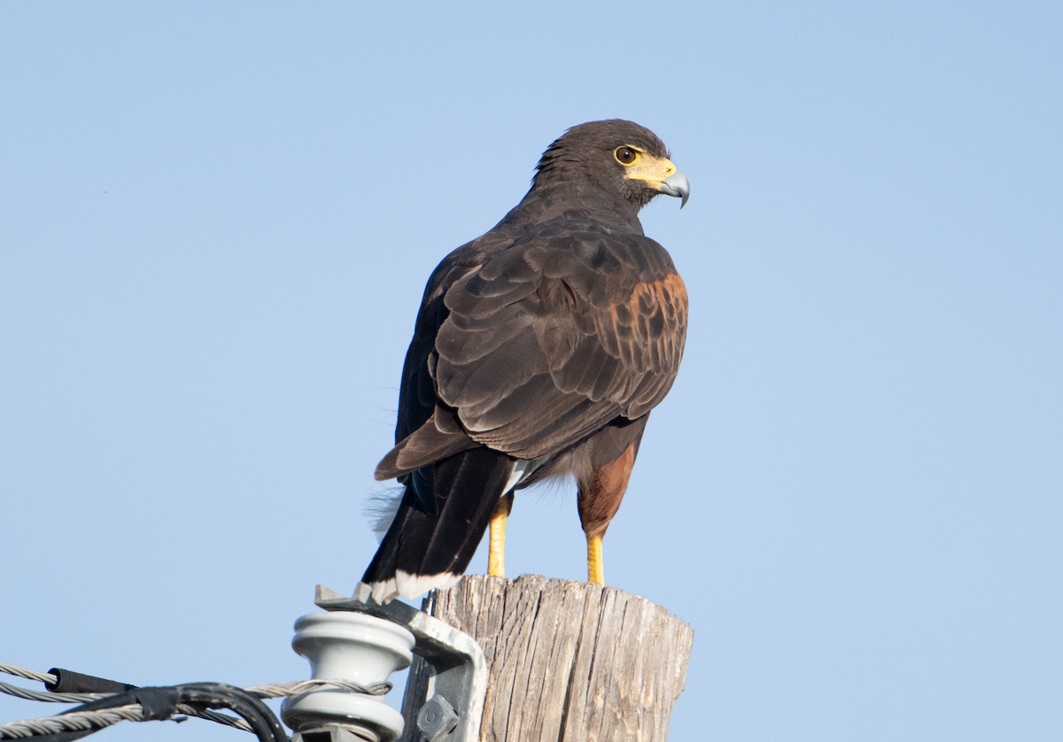 Harris's Hawk - ML626929211