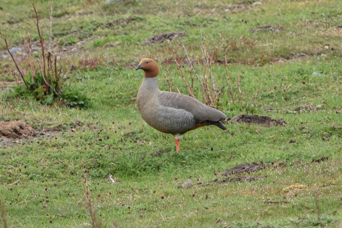 Ruddy-headed Goose - ML626929392