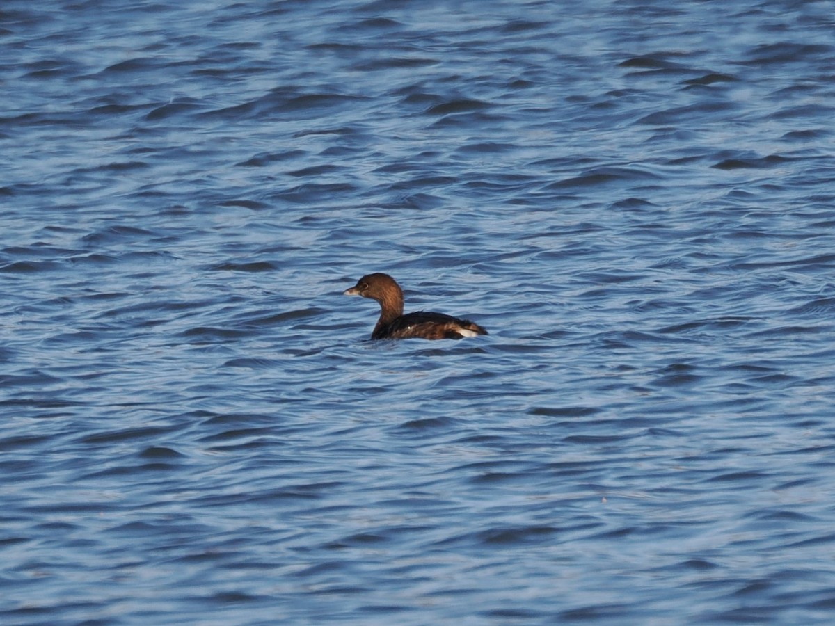 Pied-billed Grebe - ML626929480