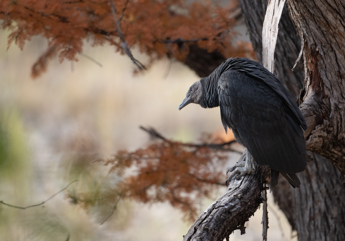 Black Vulture - ML626929598