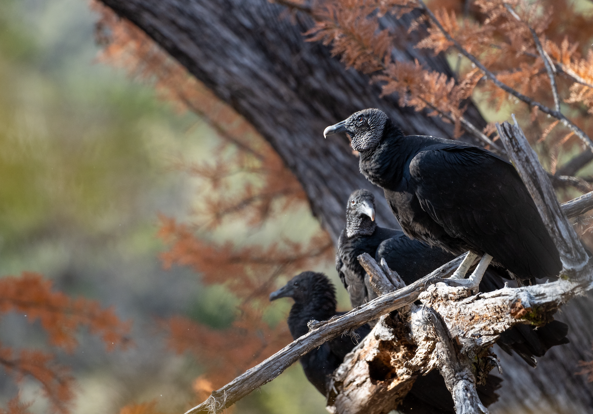 Black Vulture - ML626929599