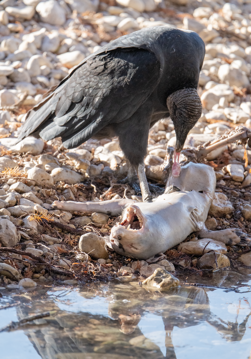 Black Vulture - ML626929600