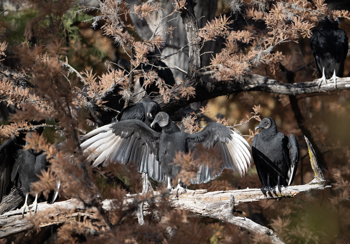 Black Vulture - ML626929605