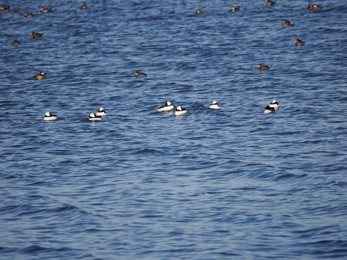 Bufflehead - ML626929646