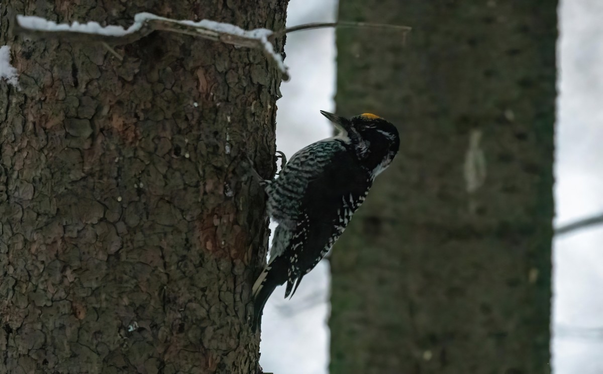 American Three-toed Woodpecker - ML626929828