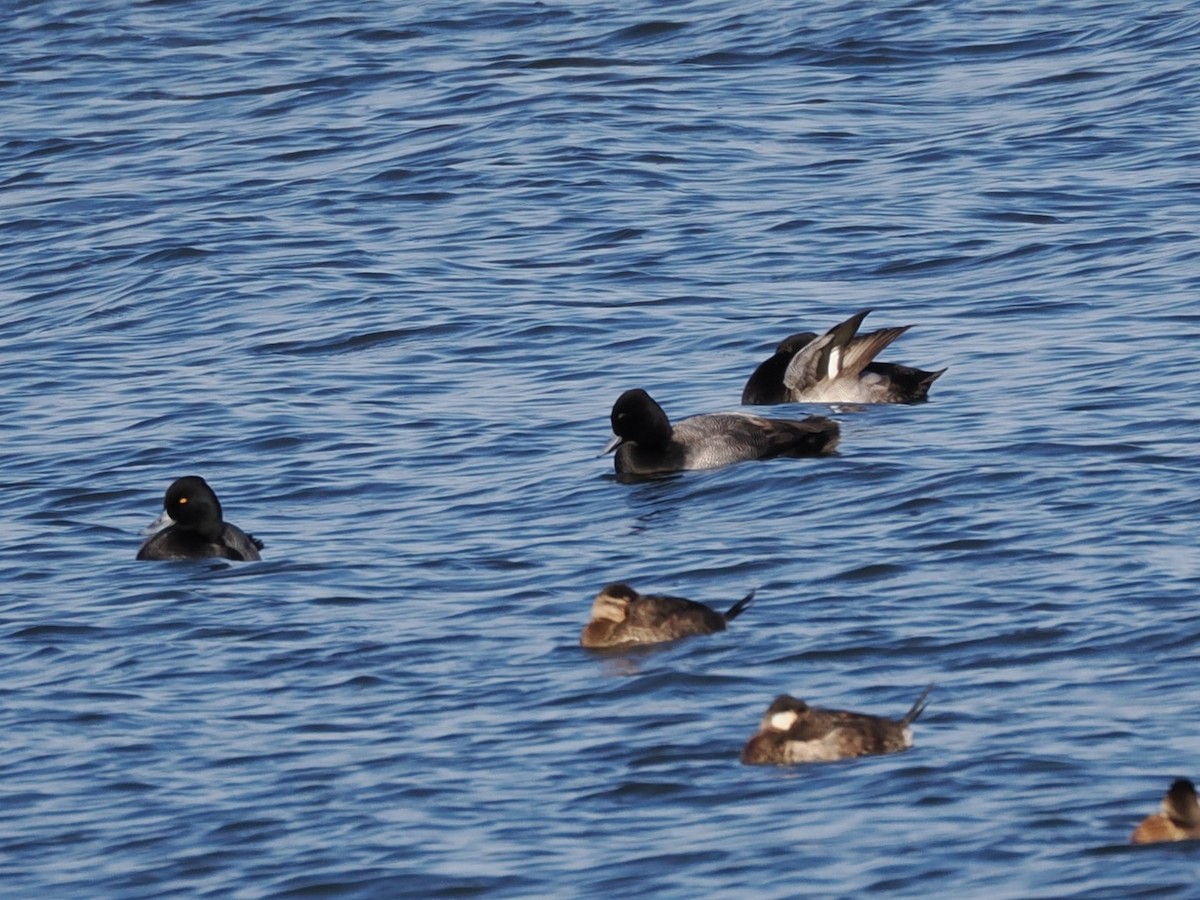 Lesser Scaup - ML626929981