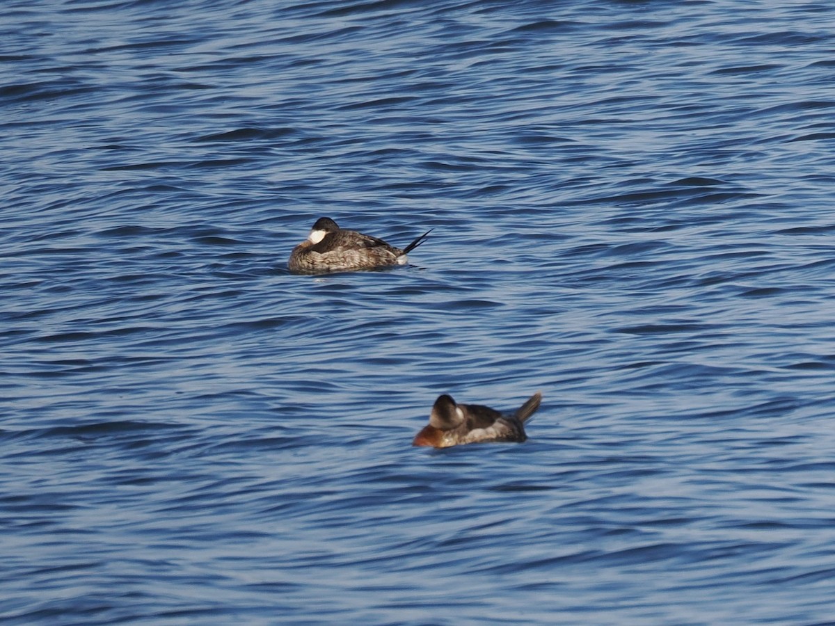 Ruddy Duck - ML626930045
