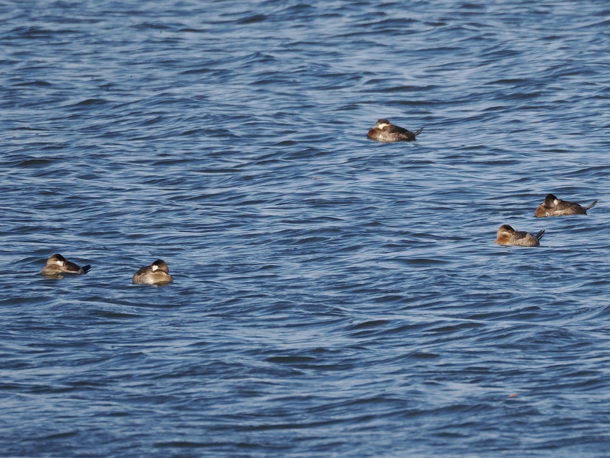 Ruddy Duck - ML626930132