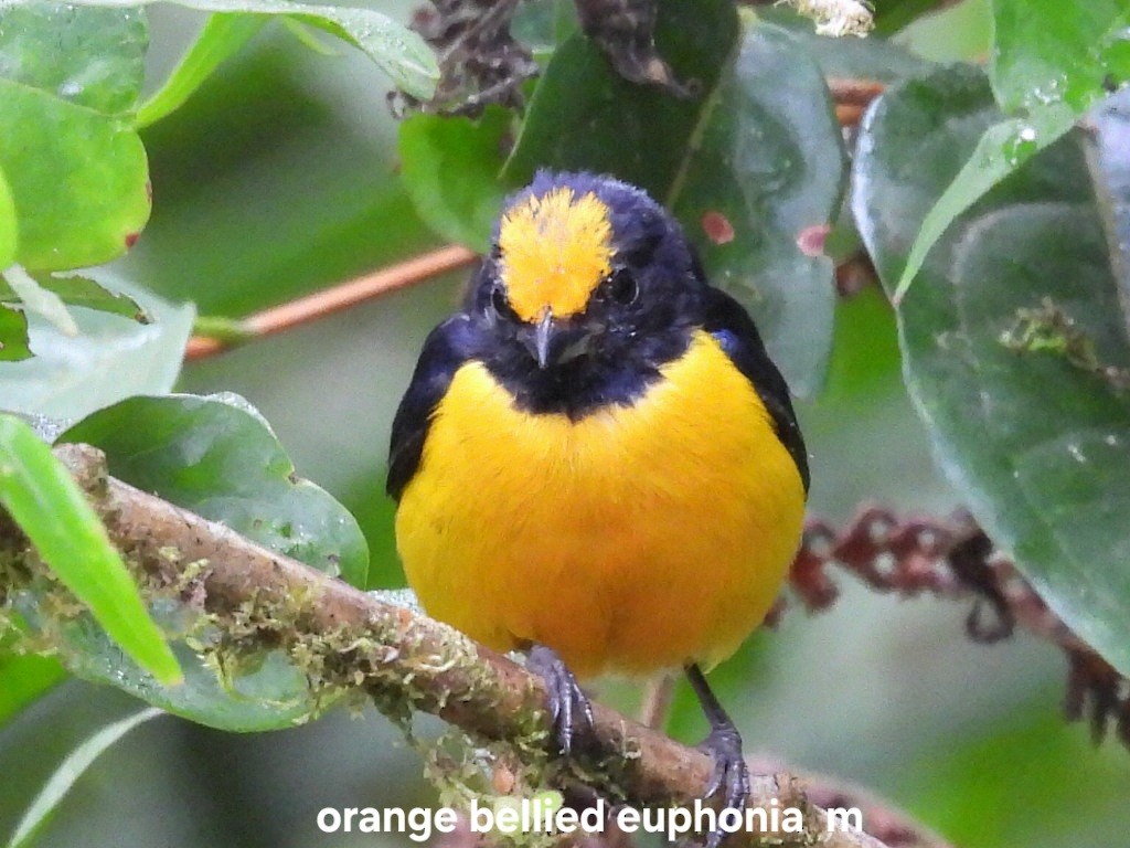 Orange-bellied Euphonia - ML626930190