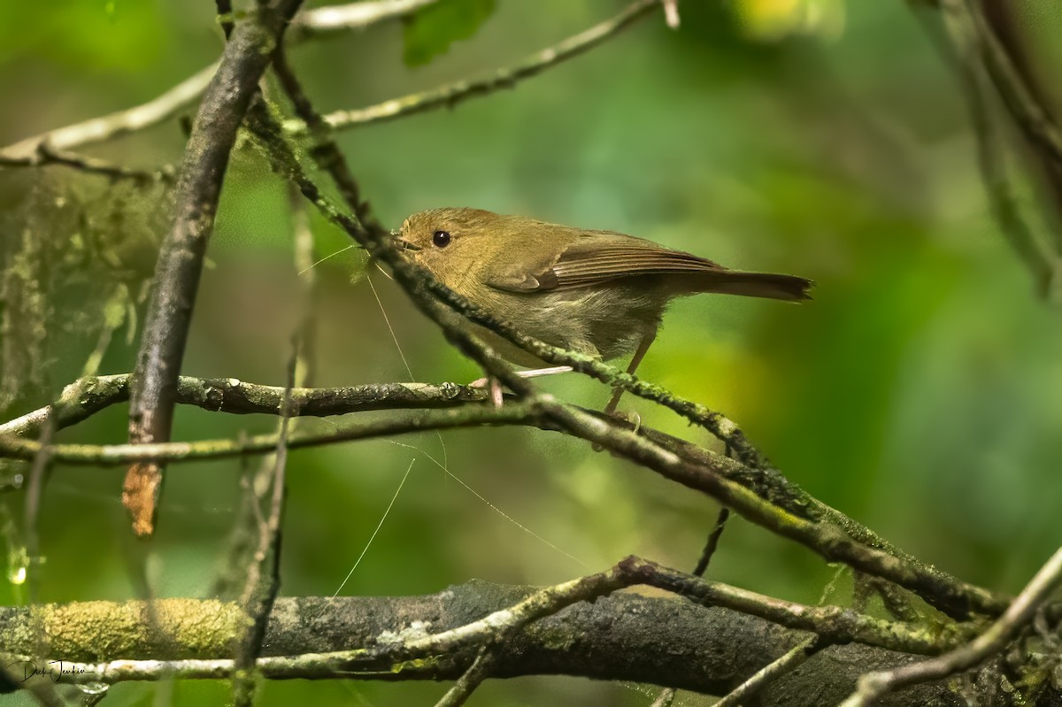 Atherton Scrubwren - ML626930363