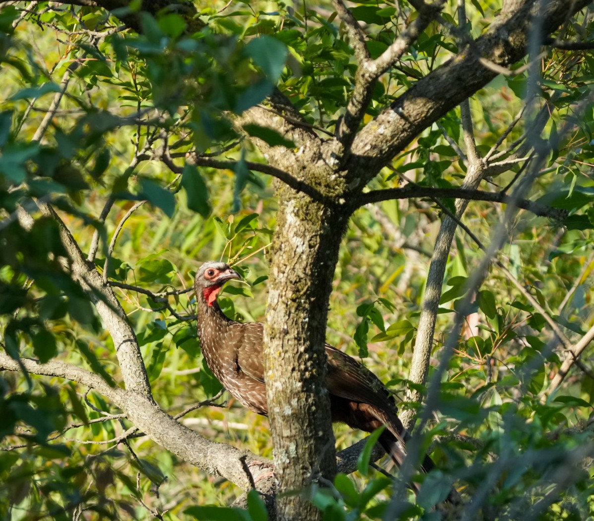 Red-faced Guan - ML626930419