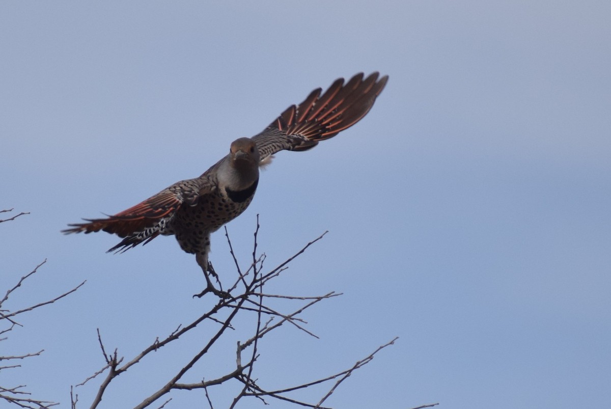 Northern Flicker - ML626930754